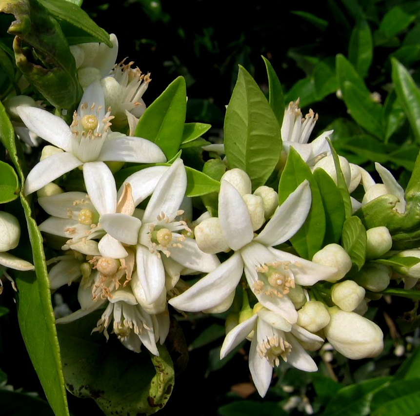 Orange blossom honey 1 KG.