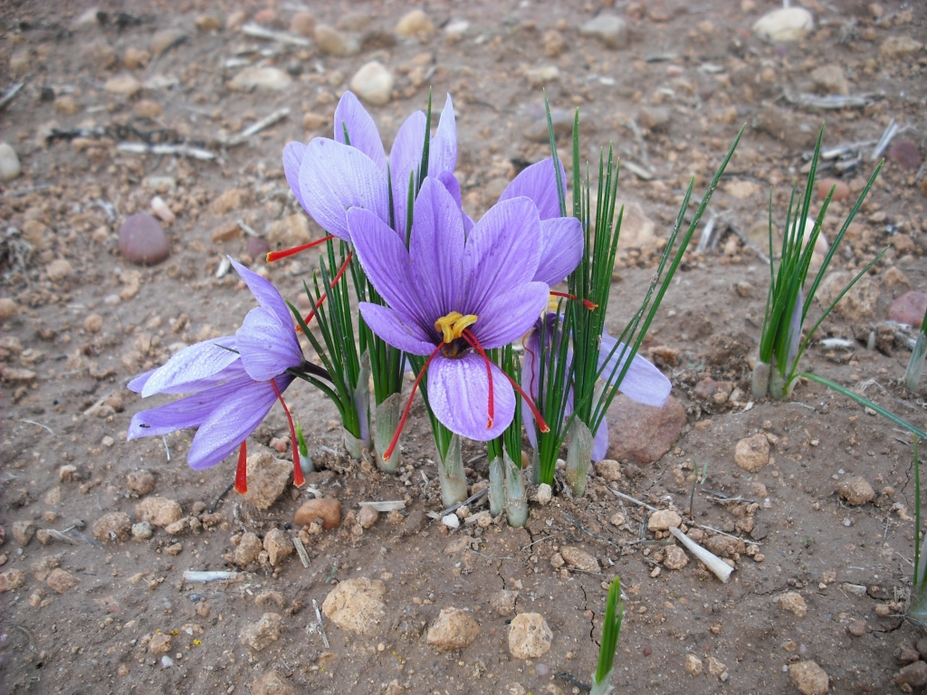 Bealar saffron 1 gr.