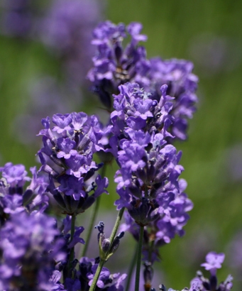 Lavender honey 1 KG.