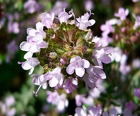Thyme honey 1 KG.