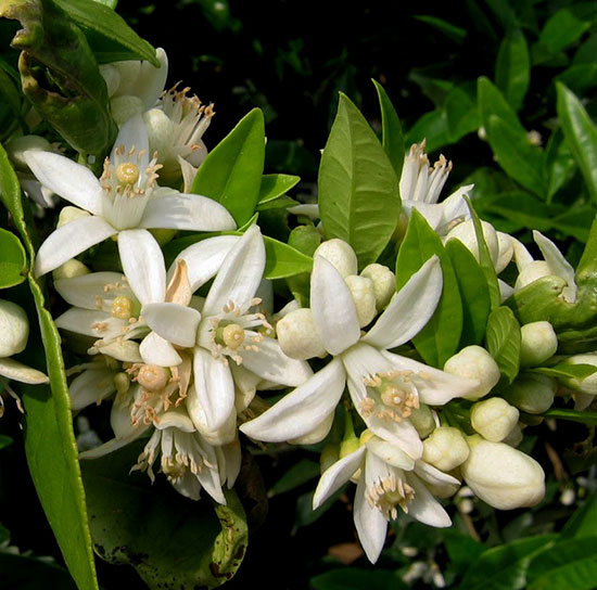 Miel de Azahar 1 Kg.