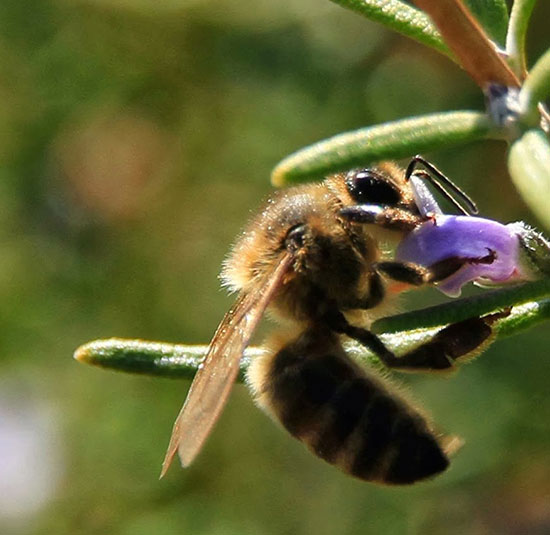 Rosemary honey 1 KG.
